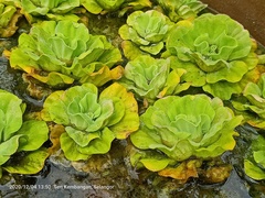 Pistia