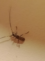 Didymocantha obliqua