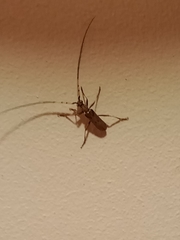 Didymocantha obliqua