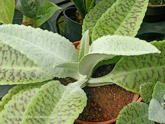 Kalanchoe gastonis-bonnieri