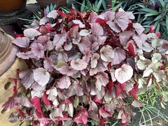 Begonia rex-cultorum