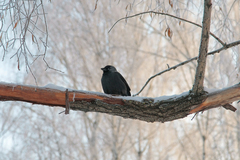 Corvus monedula