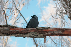 Corvus monedula