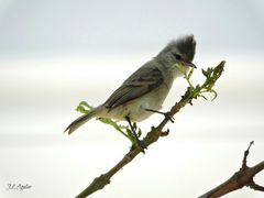 Camptostoma obsoletum