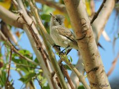 Camptostoma obsoletum