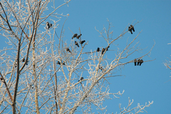 Corvus monedula
