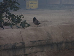 Acridotheres tristis