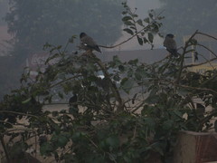 Acridotheres tristis