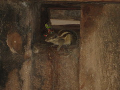 Funambulus pennantii