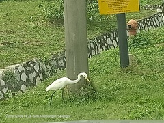 Ardea intermedia intermedia