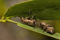Pantomorus postfasciatus