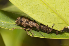 Pantomorus postfasciatus