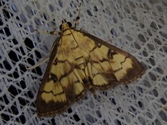 Goniorhynchus exemplaris
