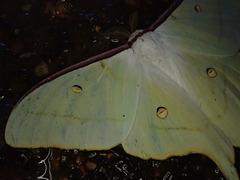 Actias aliena aliena