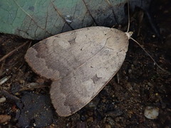 Sineugraphe oceanica