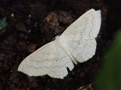 Scopula semignobilis