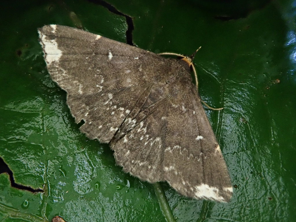 Adrapsa notigera