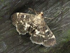 Piletocera sodalis