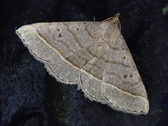 Paracolax trilinealis