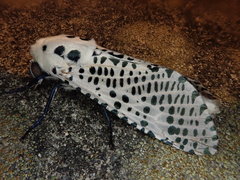 Zeuzera multistrigata