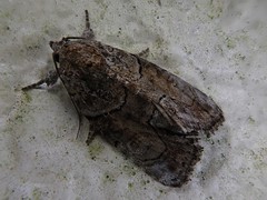 Bryophila granitalis