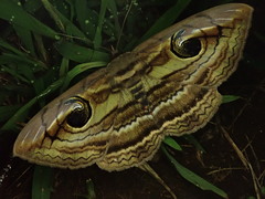 Spirama retorta