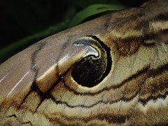 Spirama retorta