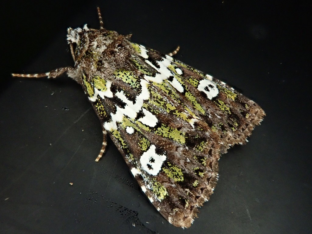 Karana laetevirens