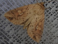 Mythimna flavostigma