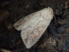 Mythimna flavostigma