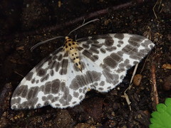 Dilophodes elegans