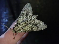 Dolbina tancrei