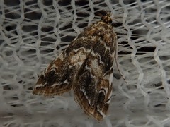 Elophila turbata