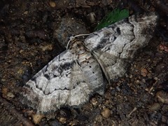 Eupithecia gigantea