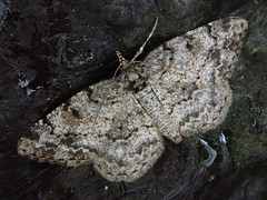 Protoboarmia faustinata