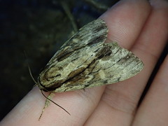 Shaka atrovittatus