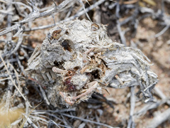 Stegodyphus lineatus