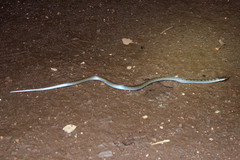 Aparallactus lunulatus