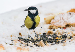 Parus major