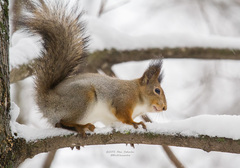 Sciurus vulgaris