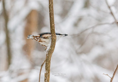 Sitta europaea