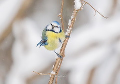 Cyanistes caeruleus