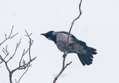 Corvus cornix