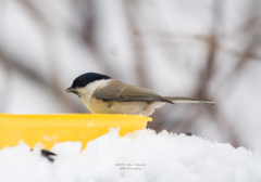 Poecile palustris