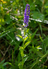 Veronica × schmakovii