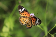 Cethosia mahratta