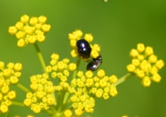 Corimelaena lateralis