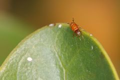 Otitesella