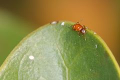 Otitesella