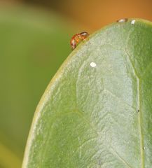 Otitesella